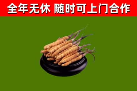 铁岭县烟酒回收冬虫夏草.jpg